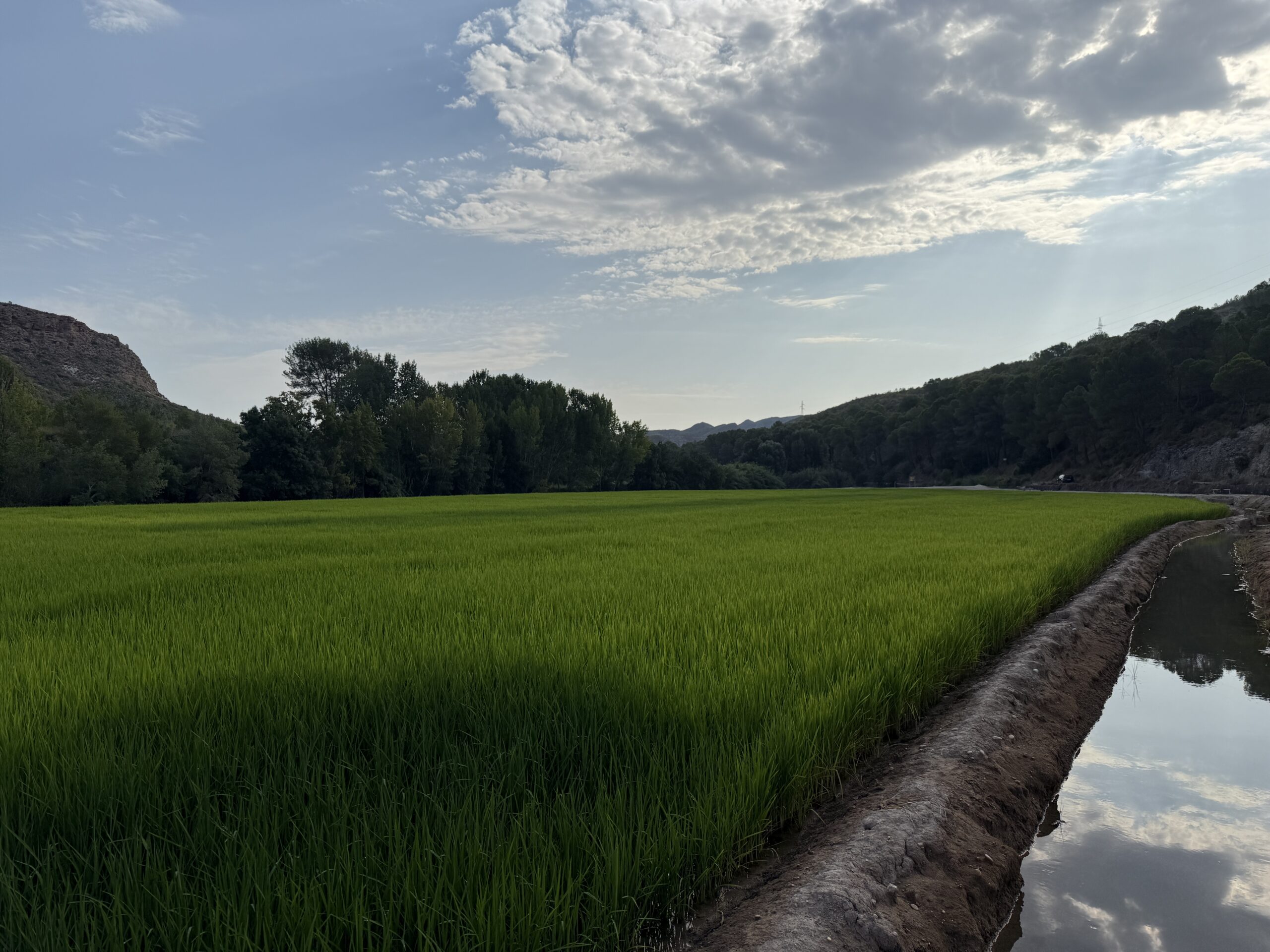 Campos de arroz con D.O. Calasparra - Imagen 1