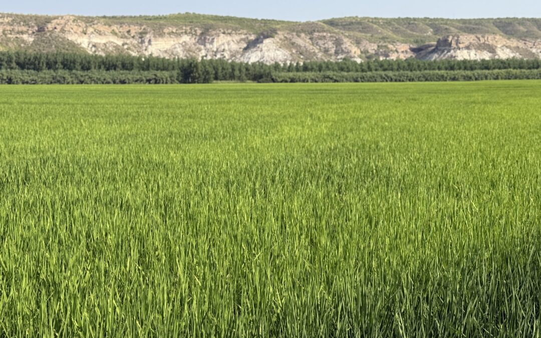 Campos de arroz con D.O. Calasparra
