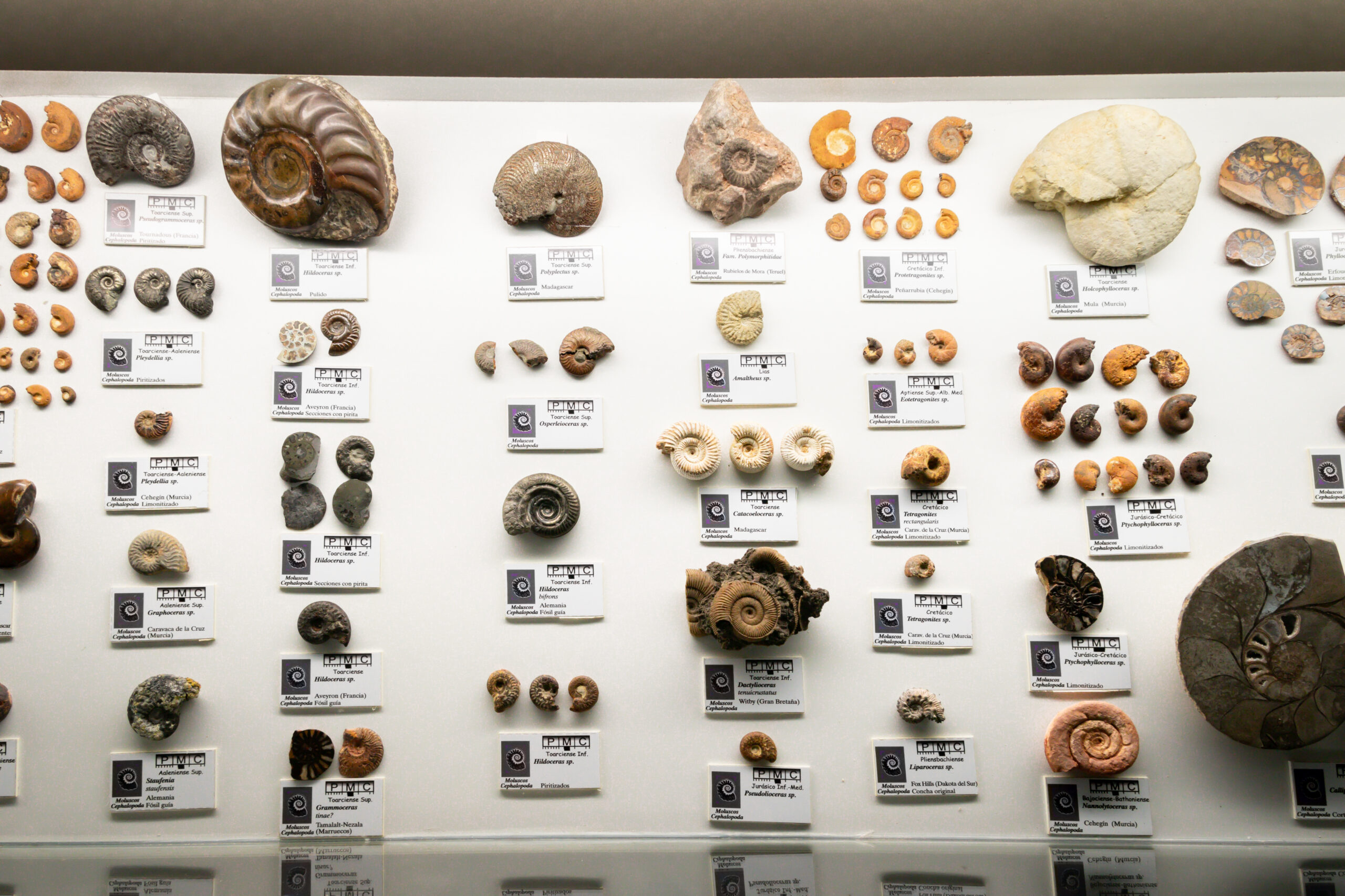 Museo Arqueológico Municipal - Imagen 3