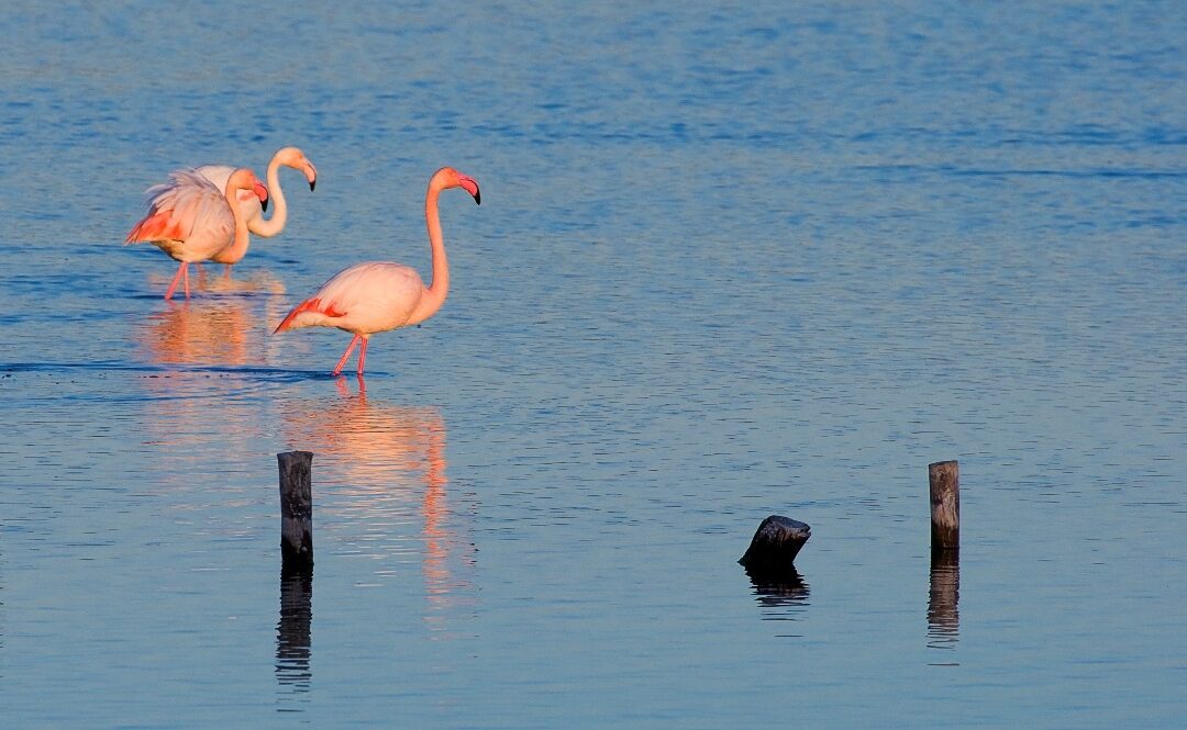 Naturaleza con mood navideño en la Región de Murcia