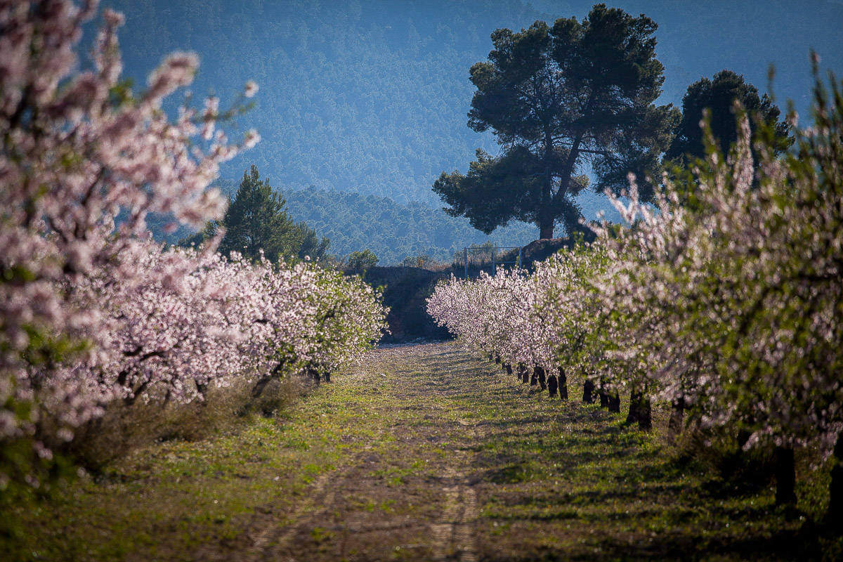 Floración de Almendros - Imagen 2