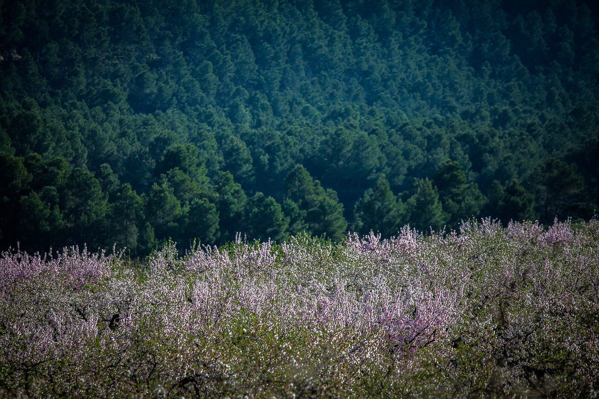 Floración de Almendros - Imagen 1