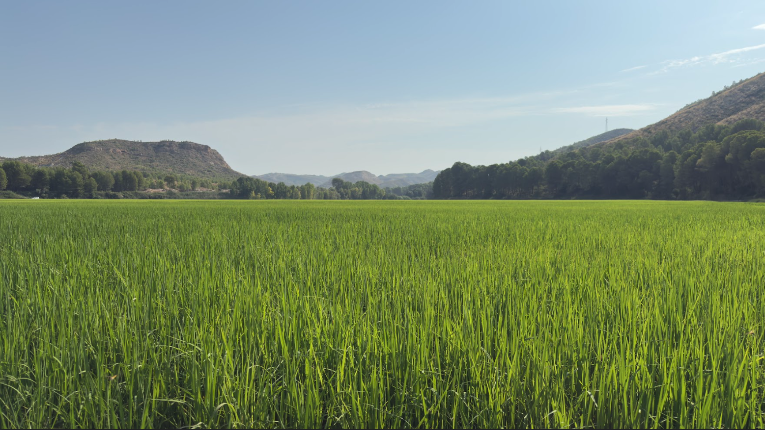 Campos de arroz con D.O. Calasparra - Imagen 2